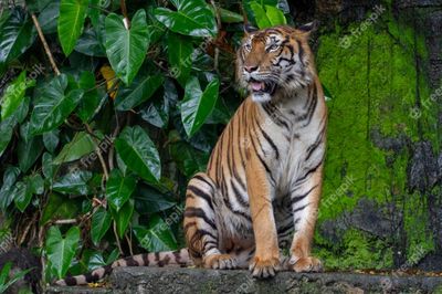 tiger-show-tongue-is-sit-down-front-waterfall_65103-248.jpeg