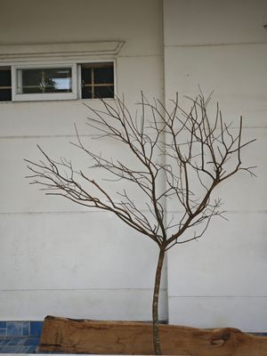 Mọi người đã tìm được cành cây ưng ý để gắn mai chưa hihi