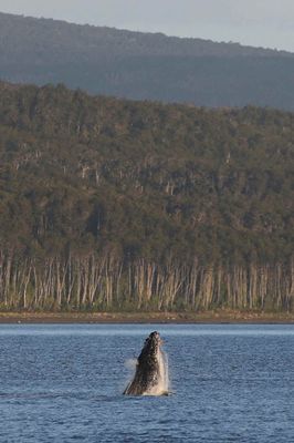 tinhte-cong-vien-quoc-gia-chile (11).jpg