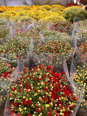 Anh em đi mua hoa chưng Tết nào!