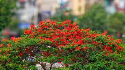 Tháng Năm, rợp trời hoa phượng đỏ. In May's embrace, the sky is ablaze with red phoenix flowers"