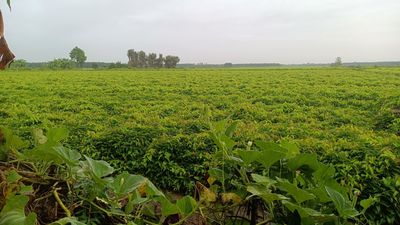 Năm nay khoai to mà hơi rẻ anh em ạ