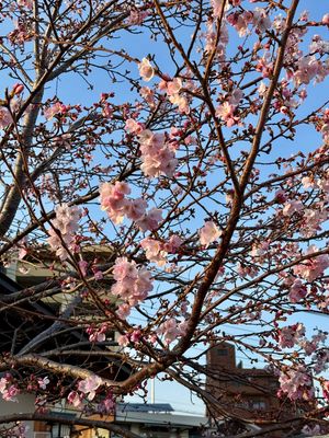 Mùa hoa anh đào đến rồi, Æ có ai sang Nhật dịp này không?