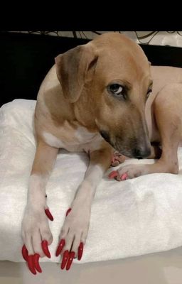 Dog With Red Nails.jpg