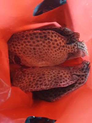 Múp múp mới đưa 1 kí, con này nấu canh trái giác hay kho nướng đều hao cơm