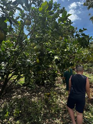 Đồ nhà có - nhà trồng gì cúng đấy - ko bày vẽ mua sắm