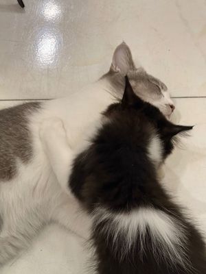 Thịnh và Thế, quậy phá cả ngày, ngủ đi 2 đứa