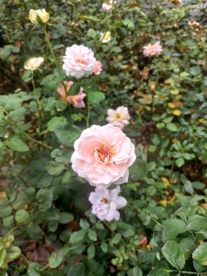 Uầy vậy là đã tròn 1 năm tạo acc tinhte của mình rồi nè, cũng là lần thứ 2 vinh dự được tham gia...