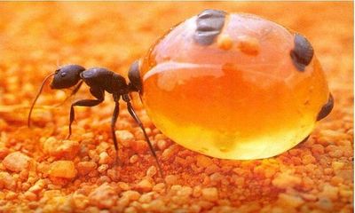 VNE-Honeypot-Ants-Live-food-st-1687-2599-1444732258.jpg
