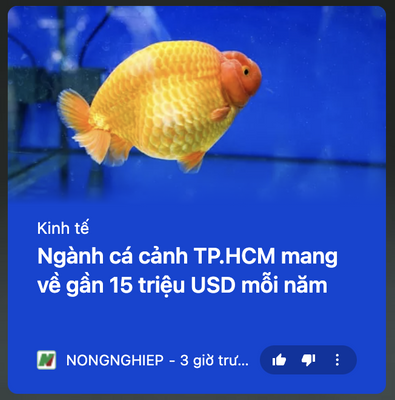 Nhiều người ở đây mua cá về mắc lỗi là thay nước luôn cho cá. Sự thật là phải để cá quen từ từ....