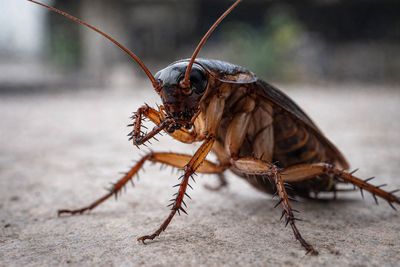 Gián “sạch sẽ” hơn bạn nghĩ