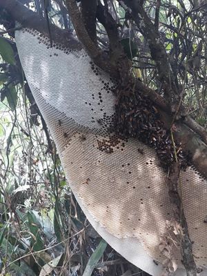 Nhìn cục mật ong rừng phát thèm