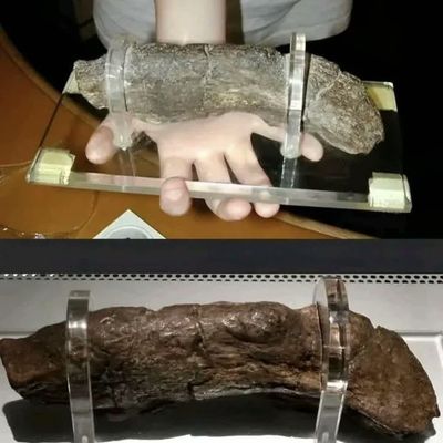 Cục phân hoá thạch lớn nhất từng được biết dài 20cm do một người Viking để lại.