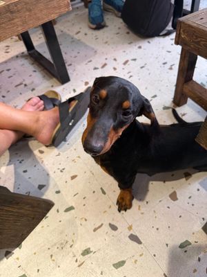 Uống cà phê ngồi nựng chó cũng vui