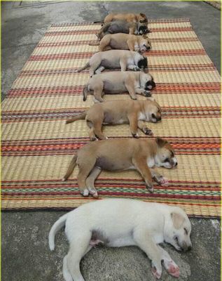 Đố bé Thịnh nằm đâu, chó cỏ mà cưng ghê