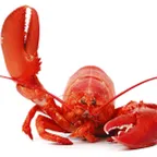 Nước Anh cấm luộc tôm hùm còn sống, phải gây mê trước khi chế biến