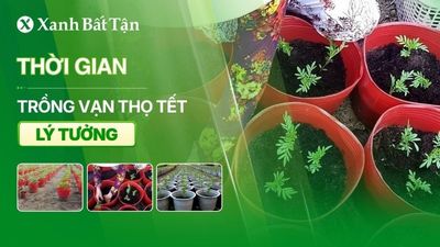 Lịch trồng Vạn thọ Tết 2027 chi tiết:...