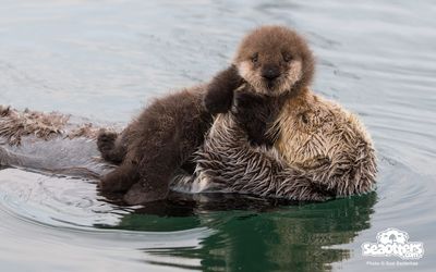 sea-otter-mom-holding-three-day-old-pup-1080x675.jpg