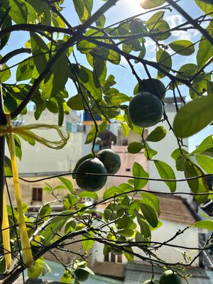 Chanh thì phải chua, chua ít hay chua nhiều tùy giống chanh.