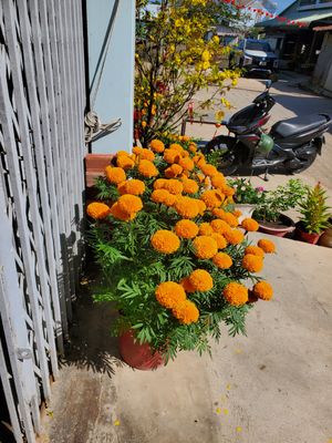 Nhà cửa sắm sửa bông, hoa gì hết chưa mấy anh, chi, em và các lão lão...!!!