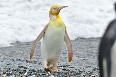 Hình ảnh một chú chim cánh cụt màu vàng cực kỳ quý hiếm được chụp cùng nhóm 120.000 chú chim cánh...