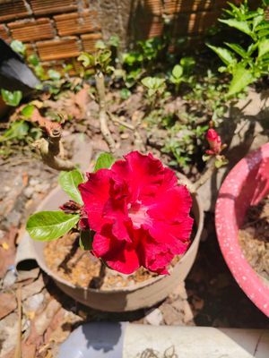 "Hoa sứ nhà nàng" ... . chụp bằng máy ảnh Vivo iqoo z9 :v