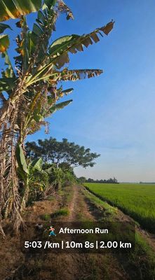 Con đường chạy bộ chill chill ở quê... Nhưng phải né giờ xịt thuốc...