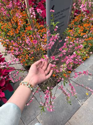 Địa điểm nổi nhất mùa Tết này, không tốn vé vào cổng, nhiều khu chụp ảnh, có cả hoa đào thật...