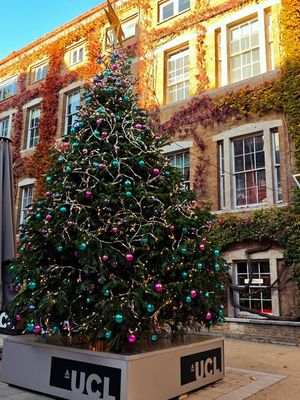 Ánh sáng lung linh của cây thông Giáng sinh tại khuôn viên UCL - University College London. Hình...