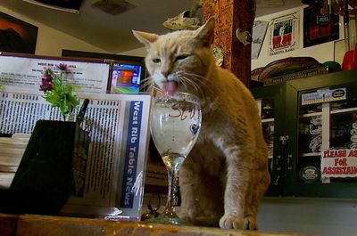 Năm 1997, thị trấn nhỏ Talkeetna ở Alaska bất ngờ nổi tiếng vì một “thị trưởng” vô cùng đặc biệt:...