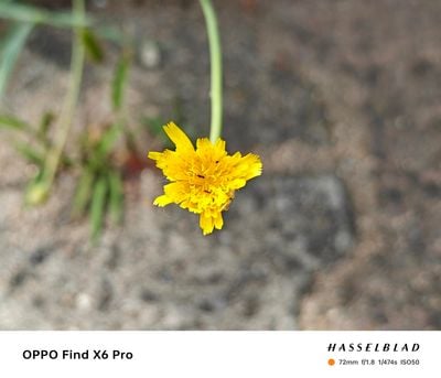 OPPO-Find-X6-Pro-Camera-Review-37.jpg