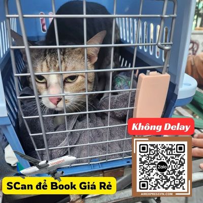 Vé máy bay dành cho các bé Mèo hôm nay bay từ Sài Gòn đi khắp cả nước đang được giảm 30% - Chỉ...