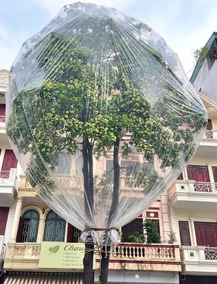 Tự nở tự ngửi luôn đi má (st)