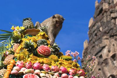 Vào chủ nhật cuối cùng của tháng 11 mỗi năm, tại ngôi đền Phra Prang Sam Yot ở Lopburi, Thái Lan...