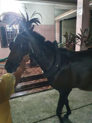 Con ngựa nhà mình nè anh em... Nay đi chụp về nó mệt hơi cọc.