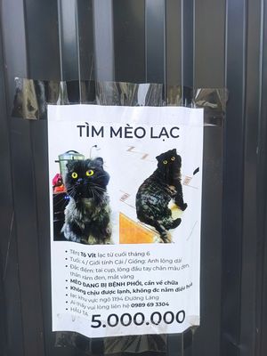 Ai tìm được mèo lạc ở Hà Nội