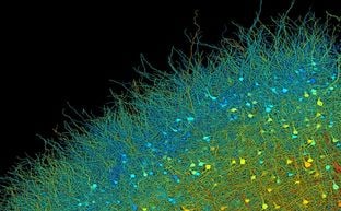 Bản scan 3D một phần não bộ con người: 1.4 petabyte dữ liệu cực kỳ chi tiết