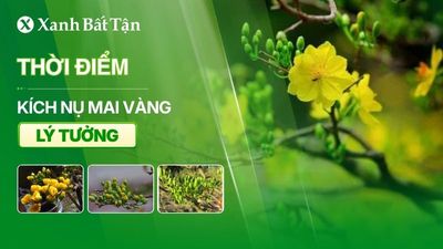Thời điểm kích nụ Mai vàng lý tưởng quyết định khả năng phân hóa mầm hoa và thời điểm Mai vàng nở...