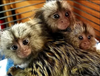 64cba97882b59c23b248f6f3_marmoset monkey for sale near me.png