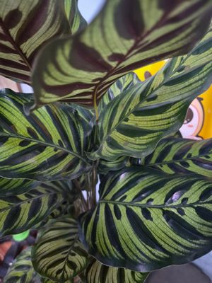 Trong tâm lí học, tội phạm khi bị phát hiện luôn cố tỏ ra vô tội và biện minh cho bản thân mình...