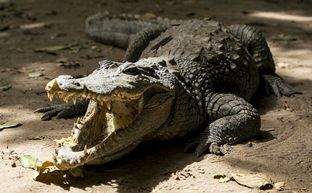 Lần đầu tiên, cá sấu có thể tự đẻ con mà không cần đến con đực