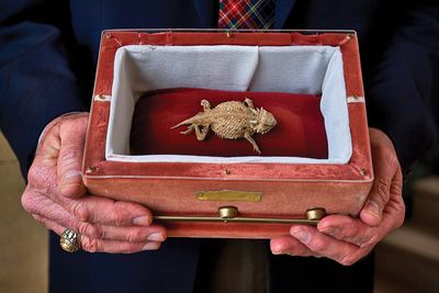 Ol' Rip là con thằn lằn có sừng - horned lizard (phrynosoma cornutum) nổi tiếng vì đã sống sót...