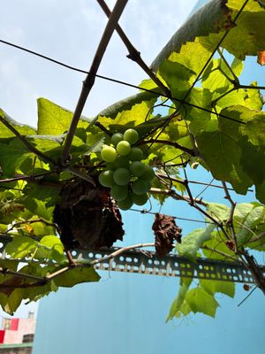 Khát khao lớn nhất là một giấc ngủ đêm yên bình, ngày mai còn không biết được hít thở khí trời...